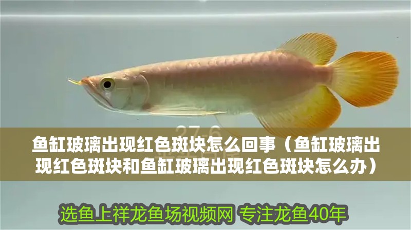 魚(yú)缸玻璃出現(xiàn)紅色斑塊怎么回事（魚(yú)缸玻璃出現(xiàn)紅色斑塊和魚(yú)缸玻璃出現(xiàn)紅色斑塊怎么辦） 魚(yú)缸玻璃出現(xiàn)紅色斑塊怎么回事（魚(yú)缸玻璃出現(xiàn)紅色斑塊和魚(yú)缸玻璃出現(xiàn)紅色斑塊怎么辦） 觀賞魚(yú)百科
