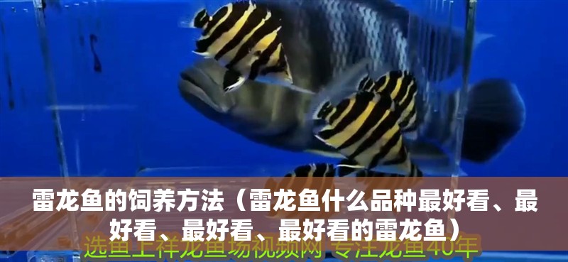雷龍魚的飼養方法（雷龍魚什么品種最好看、最好看、最好看、最好看的雷龍魚）