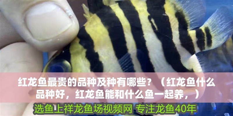 紅龍魚(yú)最貴的品種及種有哪些？（紅龍魚(yú)什么品種好，紅龍魚(yú)能和什么魚(yú)一起養(yǎng)，）