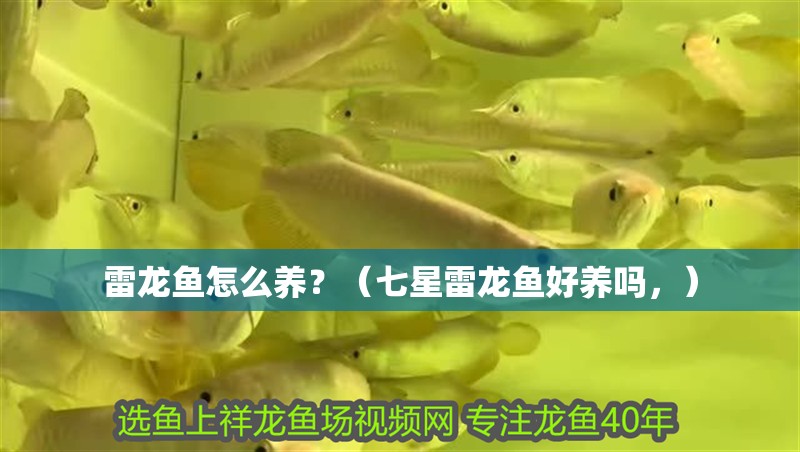 雷龍魚怎么養？（七星雷龍魚好養嗎，）