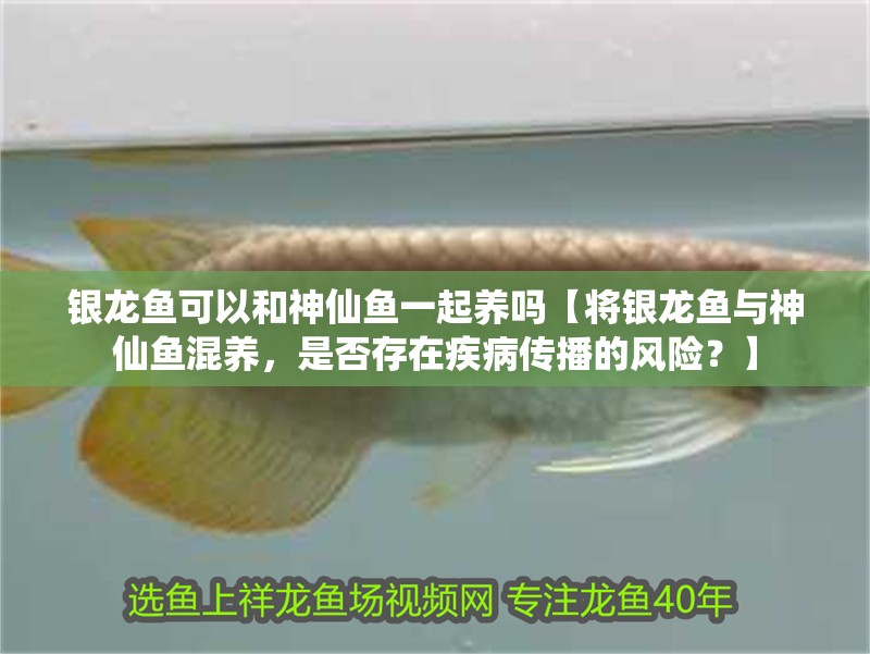 銀龍魚可以和神仙魚一起養嗎【將銀龍魚與神仙魚混養，是否存在疾病傳播的風險？】
