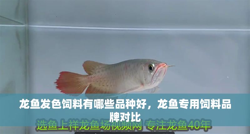 龍魚發色飼料有哪些品種好，龍魚專用飼料品牌對比