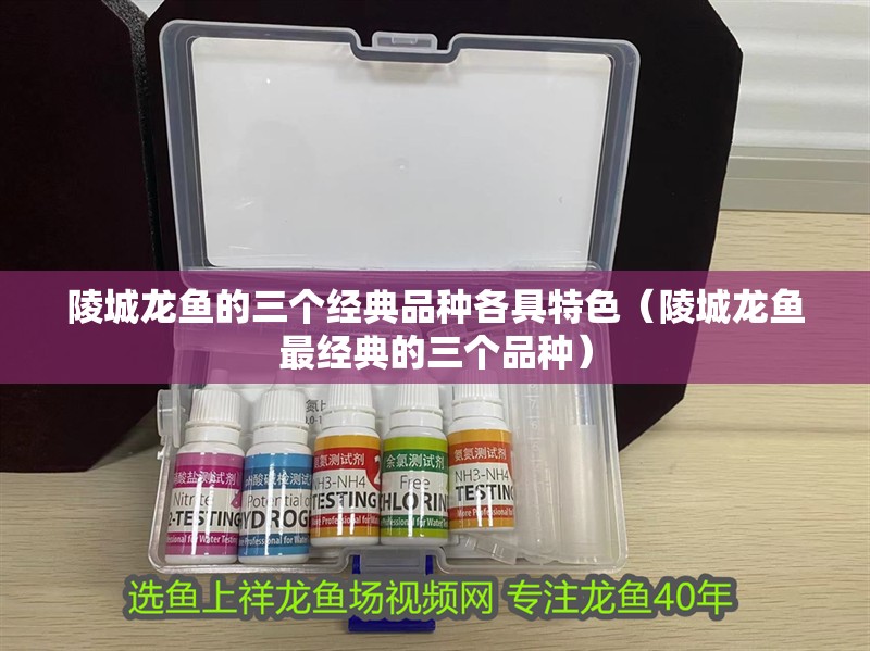 陵城龍魚的三個經典品種各具特色（陵城龍魚最經典的三個品種）