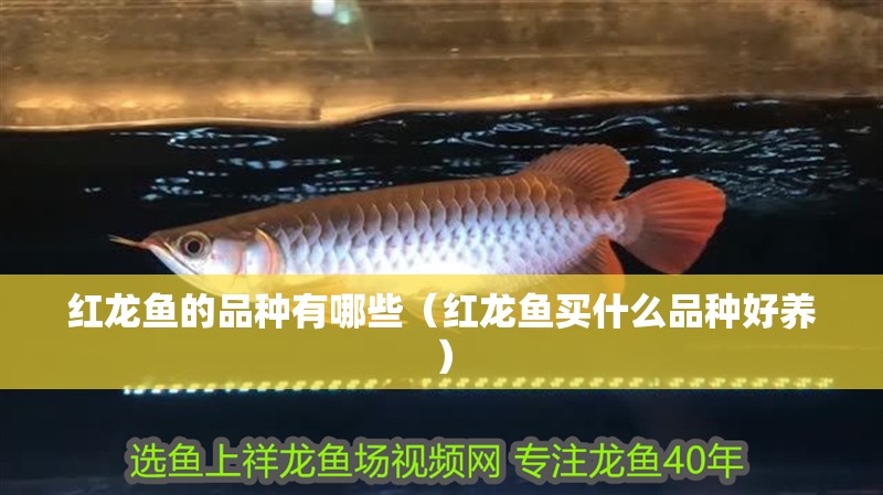 紅龍魚的品種有哪些（紅龍魚買什么品種好養）