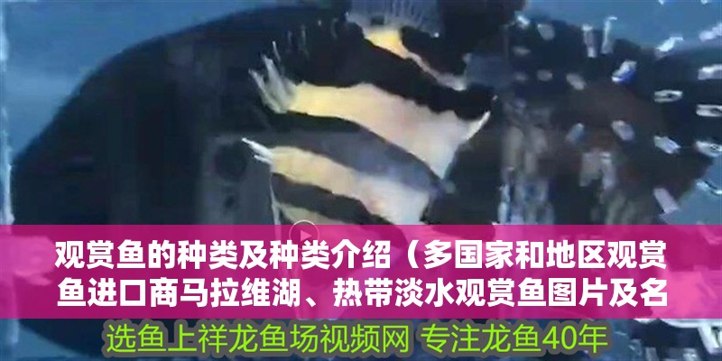 觀賞魚的種類及種類介紹（多國家和地區觀賞魚進口商馬拉維湖、熱帶淡水觀賞魚圖片及名稱）
