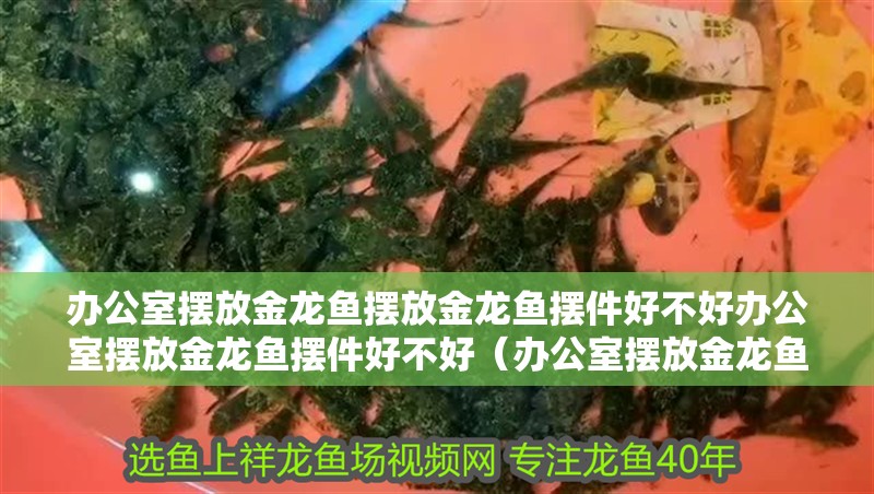 辦公室擺放金龍魚擺放金龍魚擺件好不好辦公室擺放金龍魚擺件好不好（辦公室擺放金龍魚好不好）