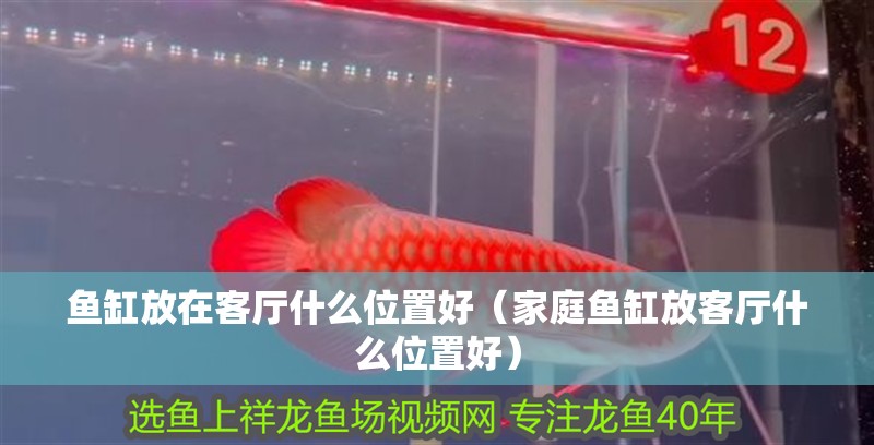 魚缸放在客廳什么位置好（家庭魚缸放客廳什么位置好） 魚缸放在客廳什么位置好（家庭魚缸放客廳什么位置好） 觀賞魚百科