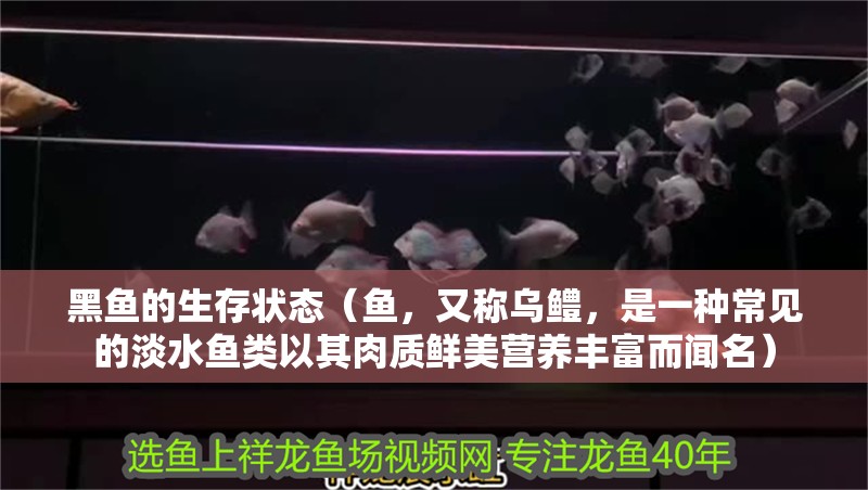 黑魚的生存狀態（魚，又稱烏鱧，是一種常見的淡水魚類以其肉質鮮美營養豐富而聞名）