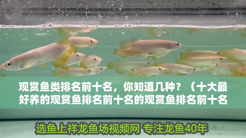 觀賞魚類排名前十名，你知道幾種？（十大最好養(yǎng)的觀賞魚排名前十名的觀賞魚排名前十名的知識）