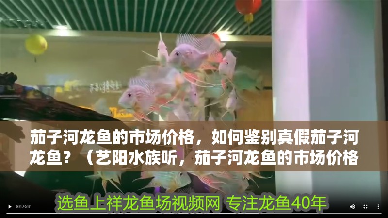 茄子河龍魚的市場價格，如何鑒別真假茄子河龍魚？（藝陽水族聽，茄子河龍魚的市場價格）