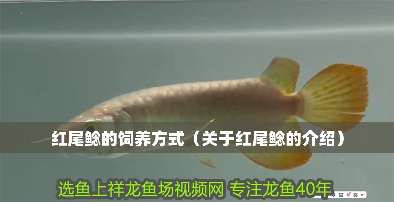 紅尾鯰的飼養方式（關于紅尾鯰的介紹）