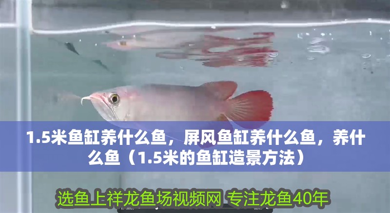 1.5米魚缸養什么魚，屏風魚缸養什么魚，養什么魚（1.5米的魚缸造景方法）