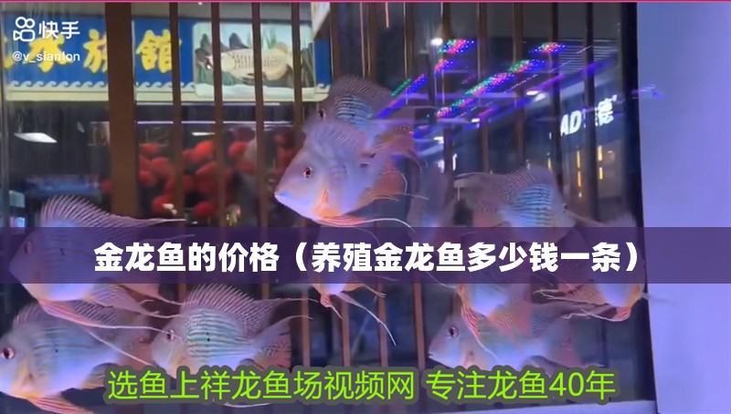 金龍魚的價格（養殖金龍魚多少錢一條）