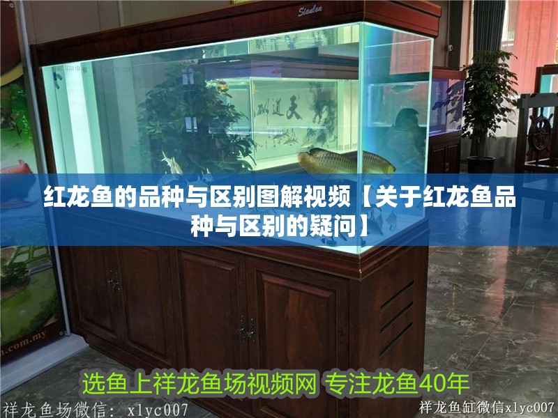 紅龍魚的品種與區別圖解視頻【關于紅龍魚品種與區別的疑問】