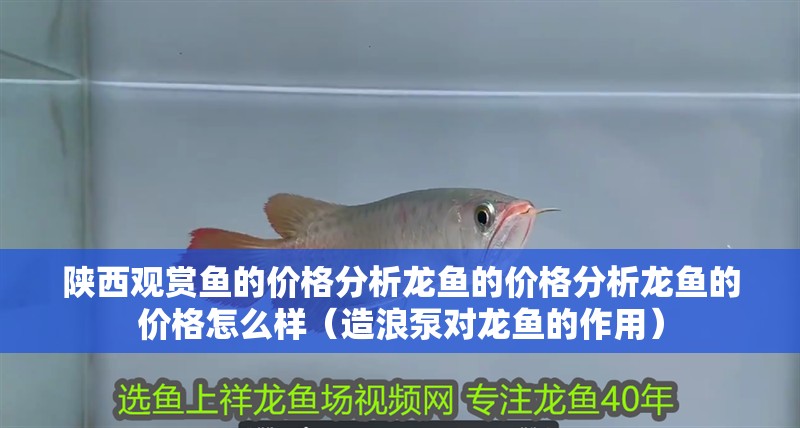 陜西觀賞魚的價格分析龍魚的價格分析龍魚的價格怎么樣（造浪泵對龍魚的作用）