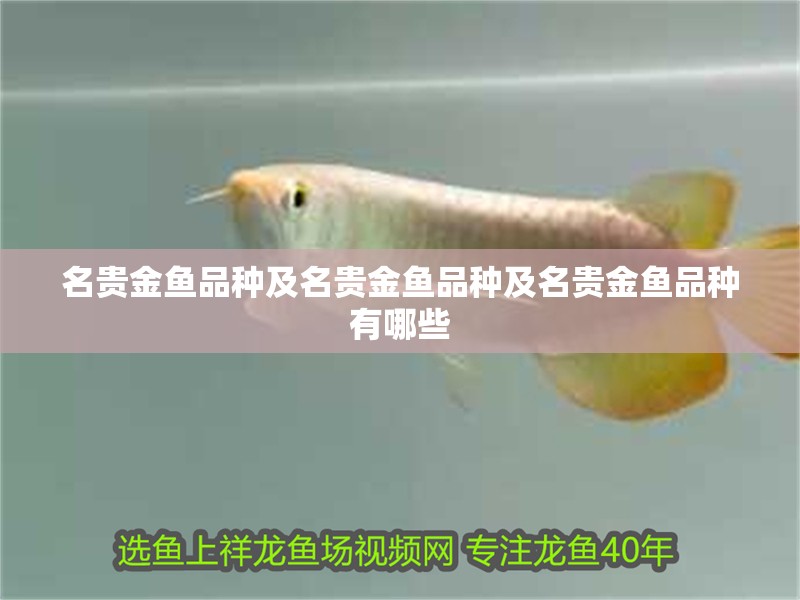 名貴金魚品種及名貴金魚品種及名貴金魚品種有哪些
