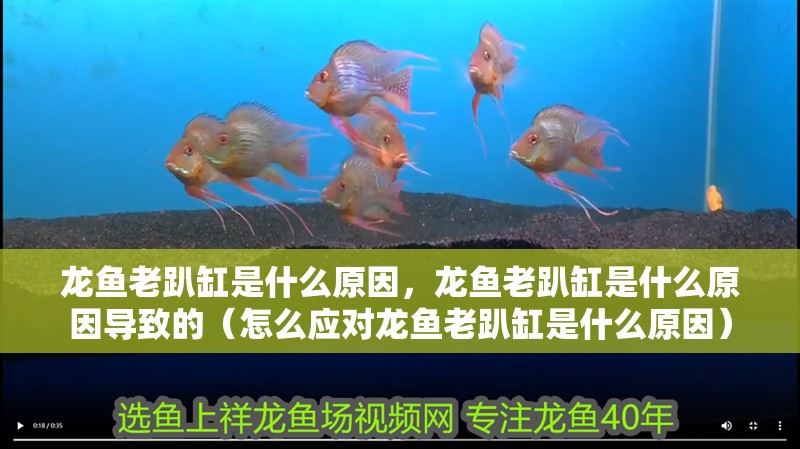 龍魚老趴缸是什么原因，龍魚老趴缸是什么原因導致的（怎么應對龍魚老趴缸是什么原因）