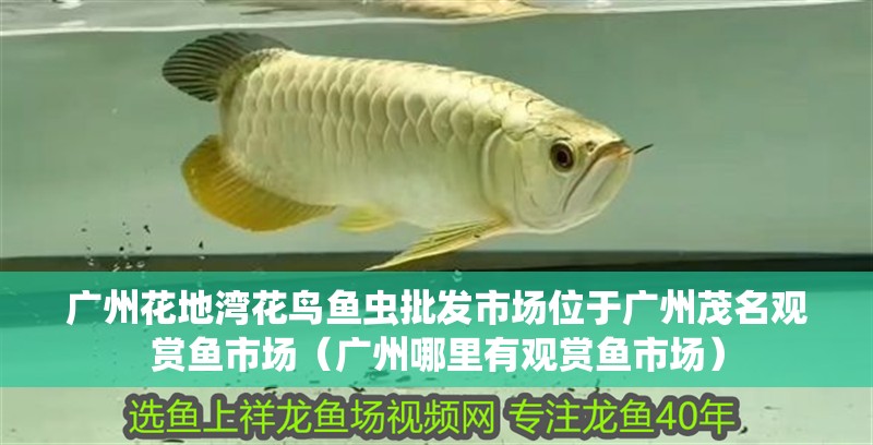 廣州花地灣花鳥魚蟲批發市場位于廣州茂名觀賞魚市場（廣州哪里有觀賞魚市場）