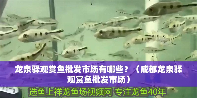 龍泉驛觀賞魚批發市場有哪些？（<strong><mark>成都</mark></strong>龍泉驛觀賞魚批發市場）