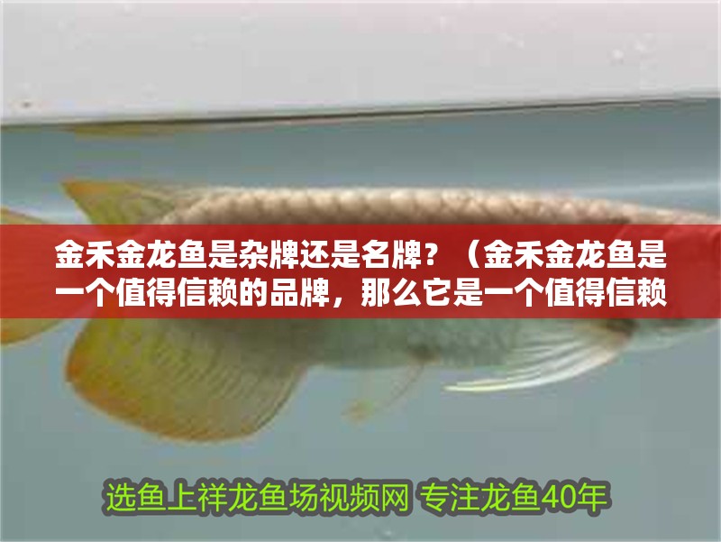 金禾金龍魚是雜牌還是名牌？（金禾金龍魚是一個值得信賴的品牌，那么它是一個值得信賴的品牌）