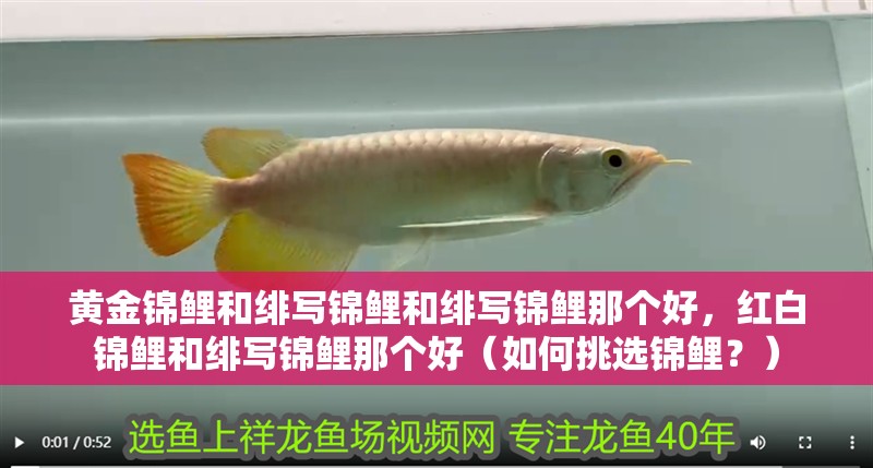 黃金錦鯉和緋寫錦鯉和緋寫錦鯉那個好，紅白錦鯉和緋寫錦鯉那個好（如何挑選錦鯉？）