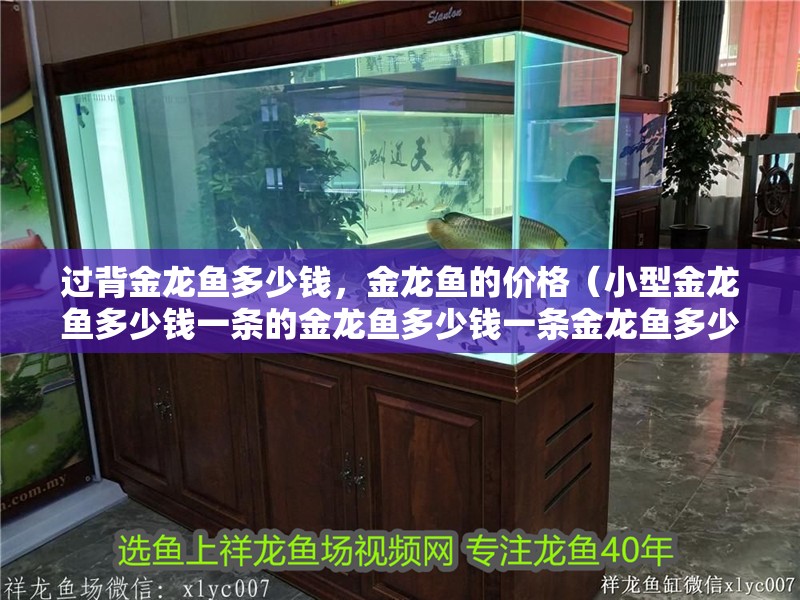 過背金龍魚多少錢，金龍魚的價格（小型金龍魚多少錢一條的金龍魚多少錢一條金龍魚多少錢）
