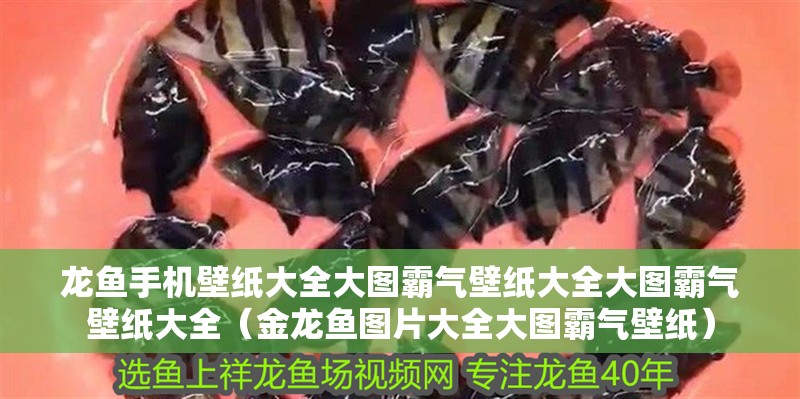 龍魚手機(jī)壁紙大全大圖霸氣壁紙大全大圖霸氣壁紙大全（金龍魚圖片大全大圖霸氣壁紙）