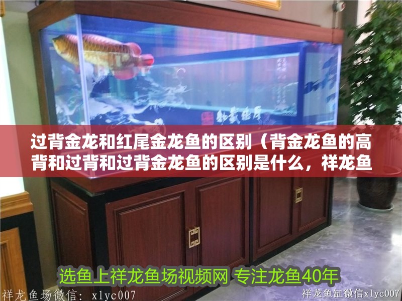 過背金龍和紅尾金龍魚的區別（背金龍魚的高背和過背和過背金龍魚的區別是什么，祥龍魚場一覽）
