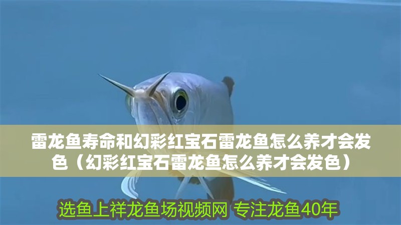 雷龍魚壽命和幻彩紅寶石雷龍魚怎么養才會發色（幻彩紅寶石雷龍魚怎么養才會發色）