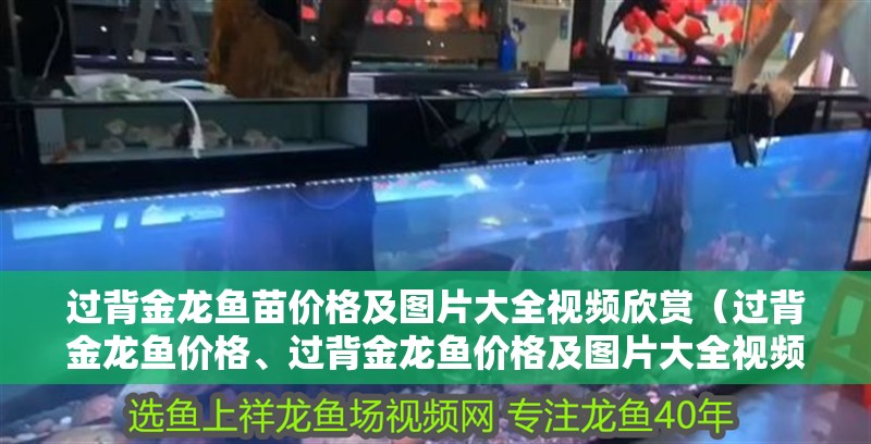 過背金龍魚苗價格及圖片大全視頻欣賞（過背金龍魚價格、過背金龍魚價格及圖片大全視頻欣賞）