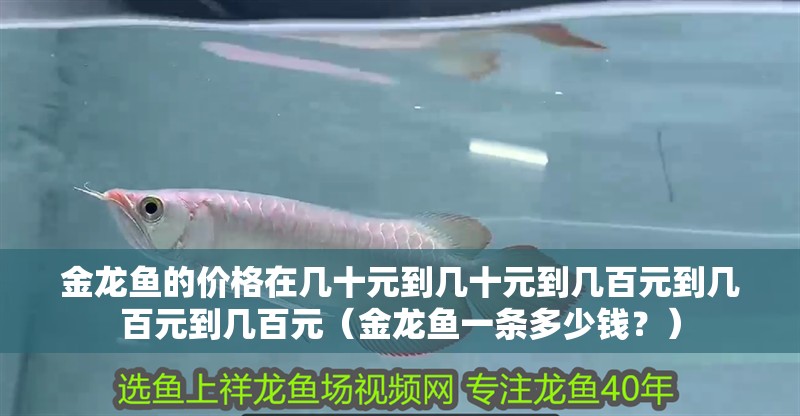 金龍魚的價格在幾十元到幾十元到幾百元到幾百元到幾百元（金龍魚一條多少錢？）