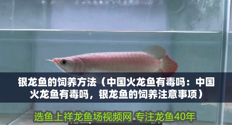 銀龍魚的飼養方法（中國火龍魚有毒嗎：中國火龍魚有毒嗎，銀龍魚的飼養注意事項）