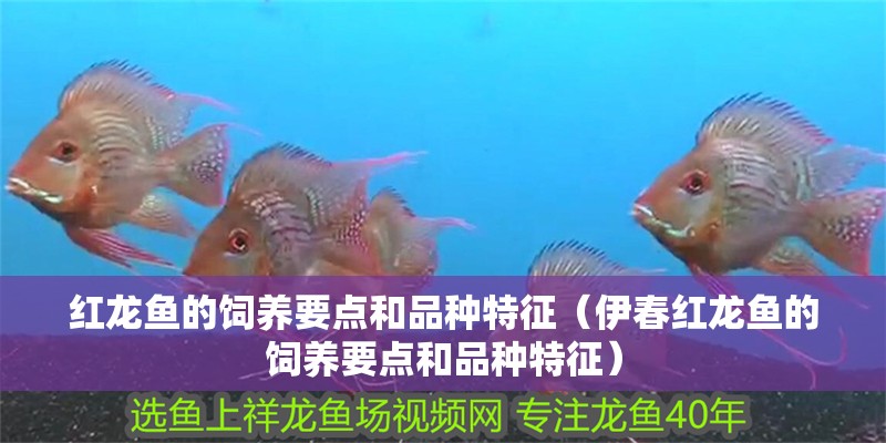 紅龍魚的飼養要點和品種特征（伊春紅龍魚的飼養要點和品種特征）
