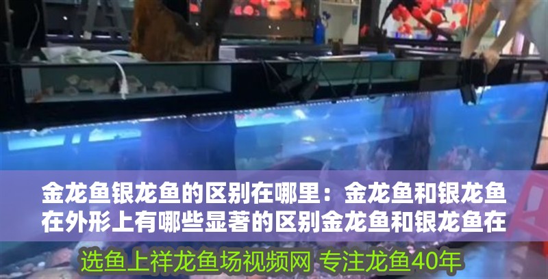 金龍魚銀龍魚的區別在哪里：金龍魚和銀龍魚在外形上有哪些顯著的區別金龍魚和銀龍魚在繁殖方面有什么不同