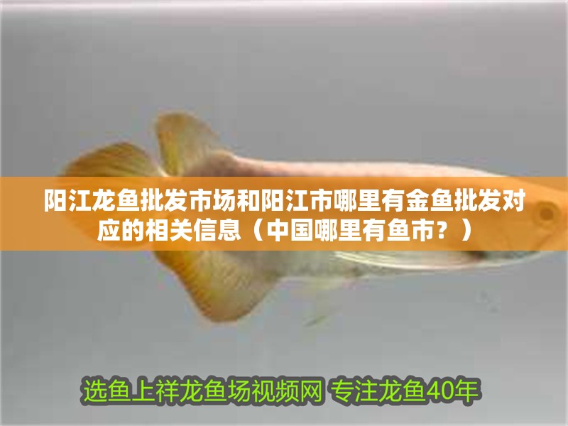 陽江龍魚批發市場和陽江市哪里有金魚批發對應的相關信息（中國哪里有魚市？）