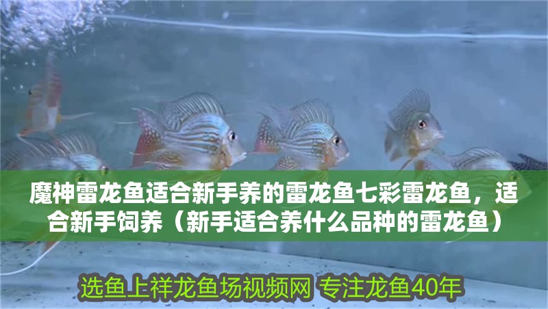魔神雷龍魚適合新手養的雷龍魚七彩雷龍魚，適合新手飼養（新手適合養什么品種的雷龍魚）