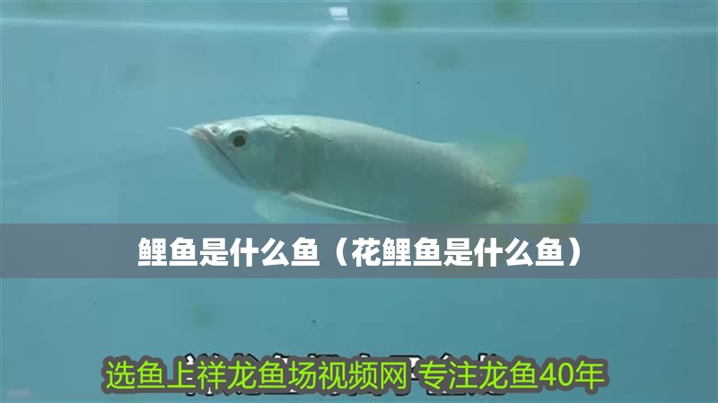 鯉魚是什么魚（花鯉魚是什么魚） 鯉魚是什么魚（花鯉魚是什么魚） 觀賞魚百科