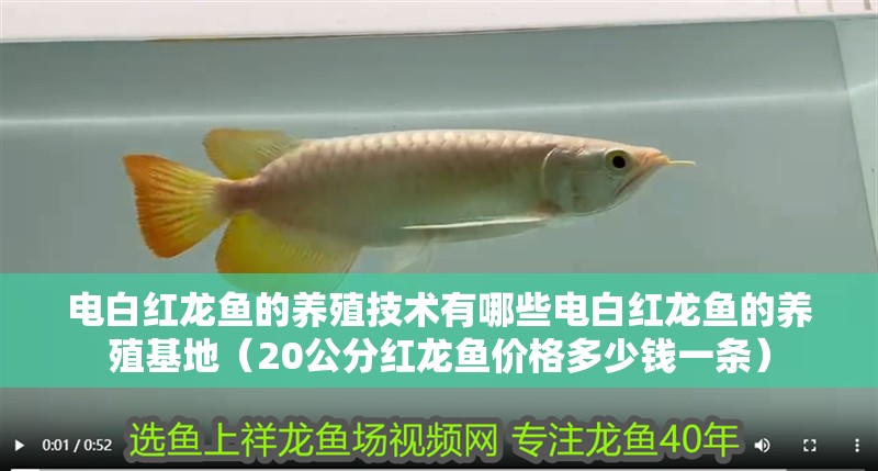 電白紅龍魚的養殖技術有哪些電白紅龍魚的養殖基地（20公分紅龍魚價格多少錢一條）