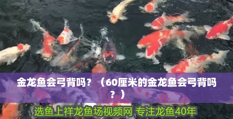 金龍魚會弓背嗎？（60厘米的金龍魚會弓背嗎？）