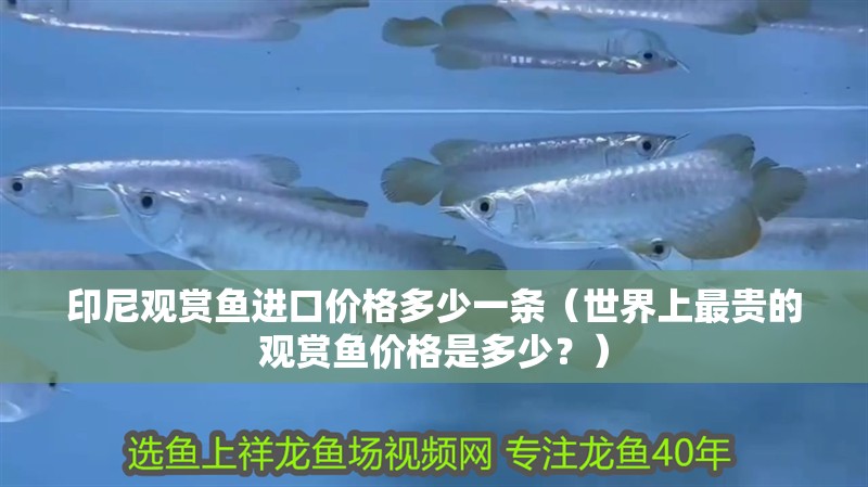 印尼觀賞魚進口價格多少一條（世界上最貴的觀賞魚價格是多少？）