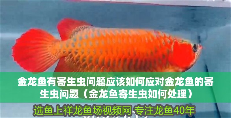 金龍魚有寄生蟲問題應該如何應對金龍魚的寄生蟲問題（金龍魚寄生蟲如何處理）