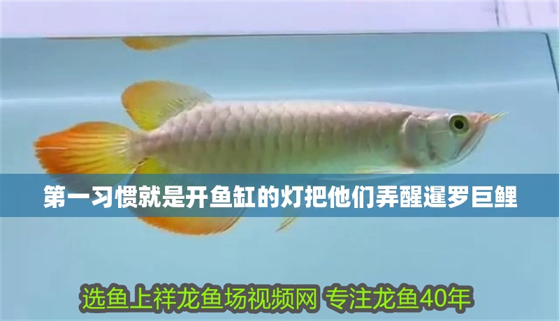 第一習(xí)慣就是開魚缸的燈把他們弄醒暹羅巨鯉