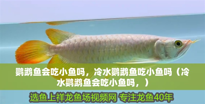 鸚鵡魚會吃小魚嗎，冷水鸚鵡魚吃小魚嗎（冷水鸚鵡魚會吃小魚嗎，）