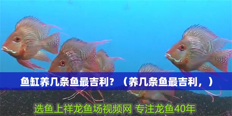 魚缸養(yǎng)幾條魚最吉利？（養(yǎng)幾條魚最吉利，） 魚缸養(yǎng)幾條魚最吉利？（養(yǎng)幾條魚最吉利，） 觀賞魚百科