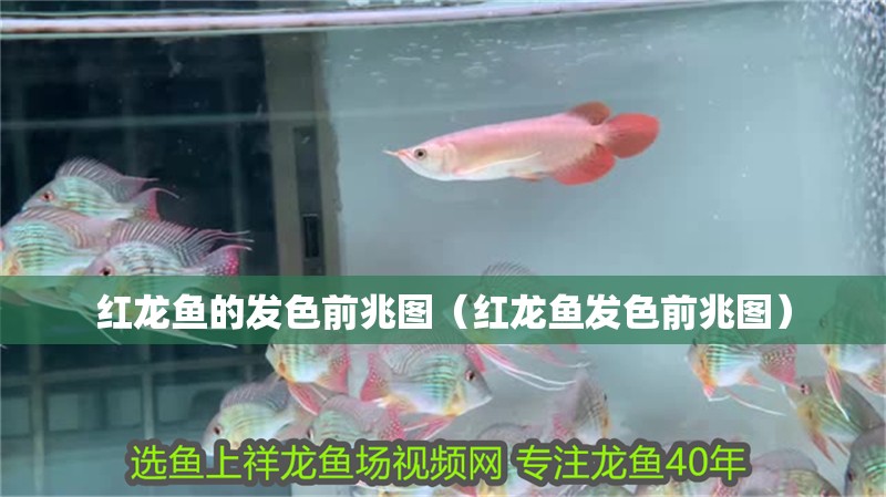 紅龍魚的發色前兆圖（紅龍魚發色前兆圖）