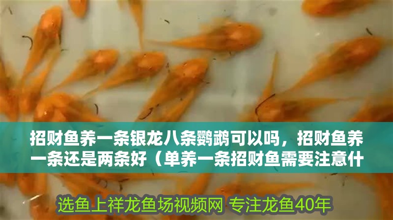 招財魚養一條銀龍八條鸚鵡可以嗎，招財魚養一條還是兩條好（單養一條招財魚需要注意什么）