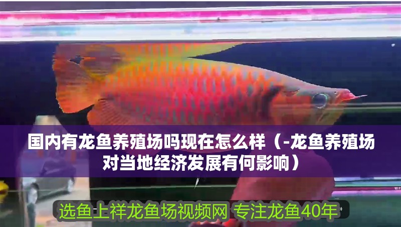 國內有龍魚養殖場嗎現在怎么樣（-龍魚養殖場對當地經濟發展有何影響）