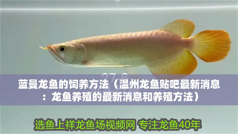 藍曼龍魚的飼養方法（溫州龍魚貼吧最新消息：龍魚養殖的最新消息和養殖方法）