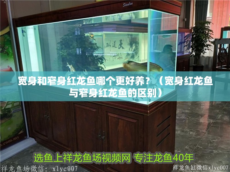 寬身和窄身紅龍魚哪個更好養？（寬身紅龍魚與窄身紅龍魚的區別）