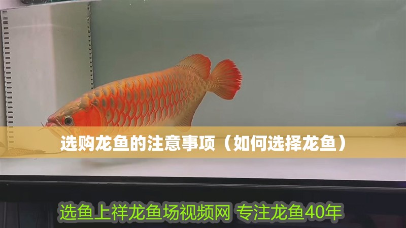 選購龍魚的注意事項（如何選擇龍魚） 選購龍魚的注意事項（如何選擇龍魚） 觀賞魚百科 第2張